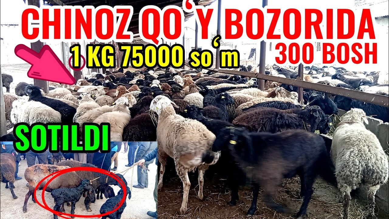 CHINOZ QOʻY BOZORIDA va 1 KG 75000 soʻm ⚖️ QOʻCHQORLAR SOTILADI 🐏🐏🐑🐐