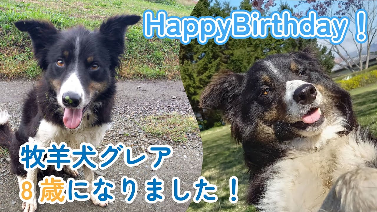 【小岩井農場】Happy Birthday！ 牧羊犬グレア、8歳になりました！