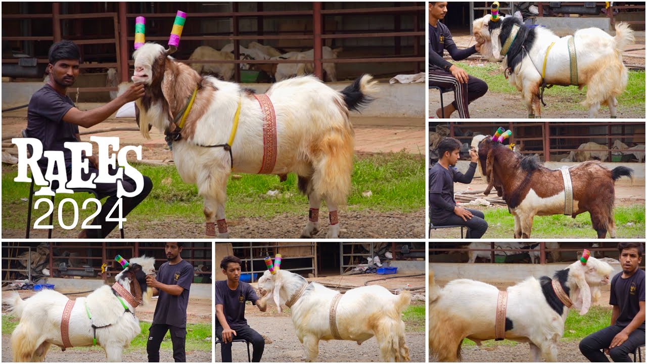 Raees 2024 Is Here! Meet The Biggest Goats of Razzak Sinan Goat Ranch, Bhiwandi