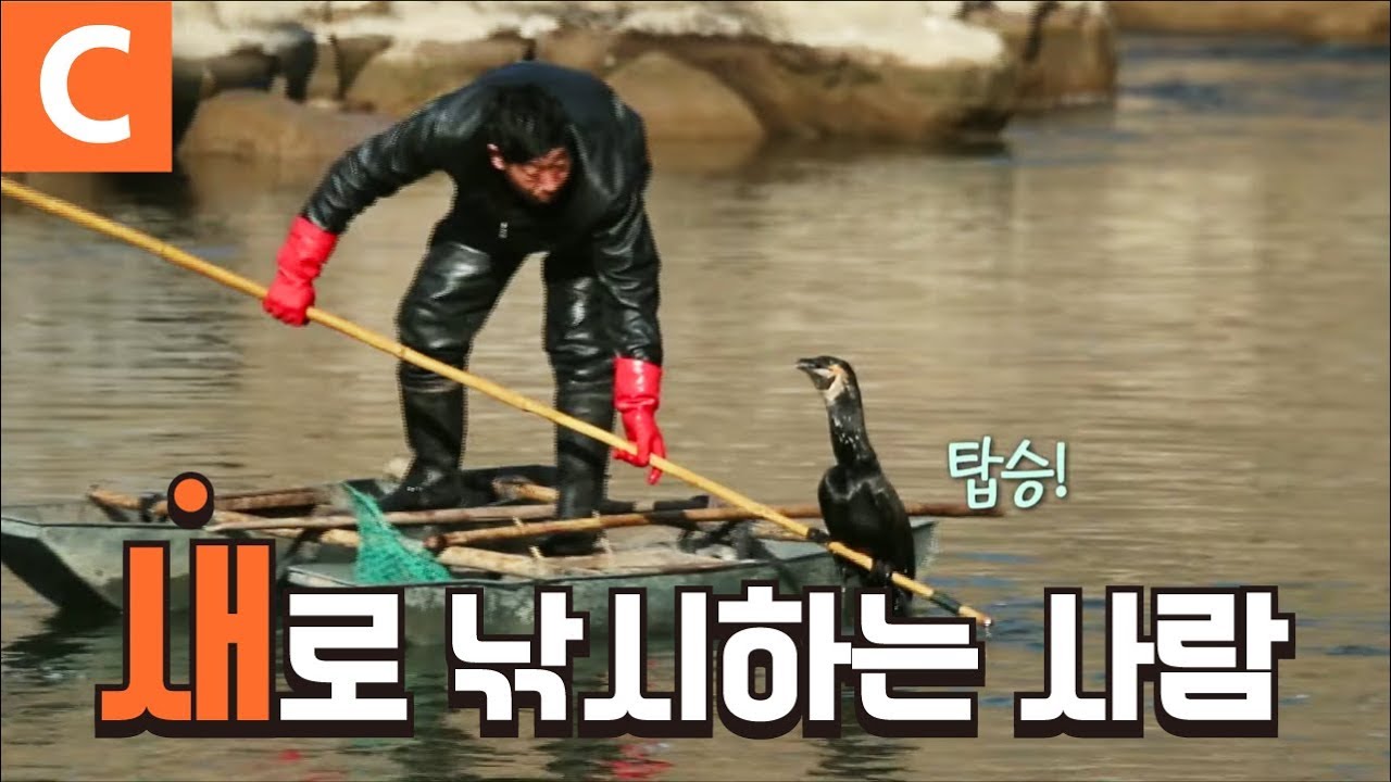 '새'로 물고기 잡는 어부가 있다? 🦅 낚시의 달인, 중국 '가마우지 낚시' 현장
