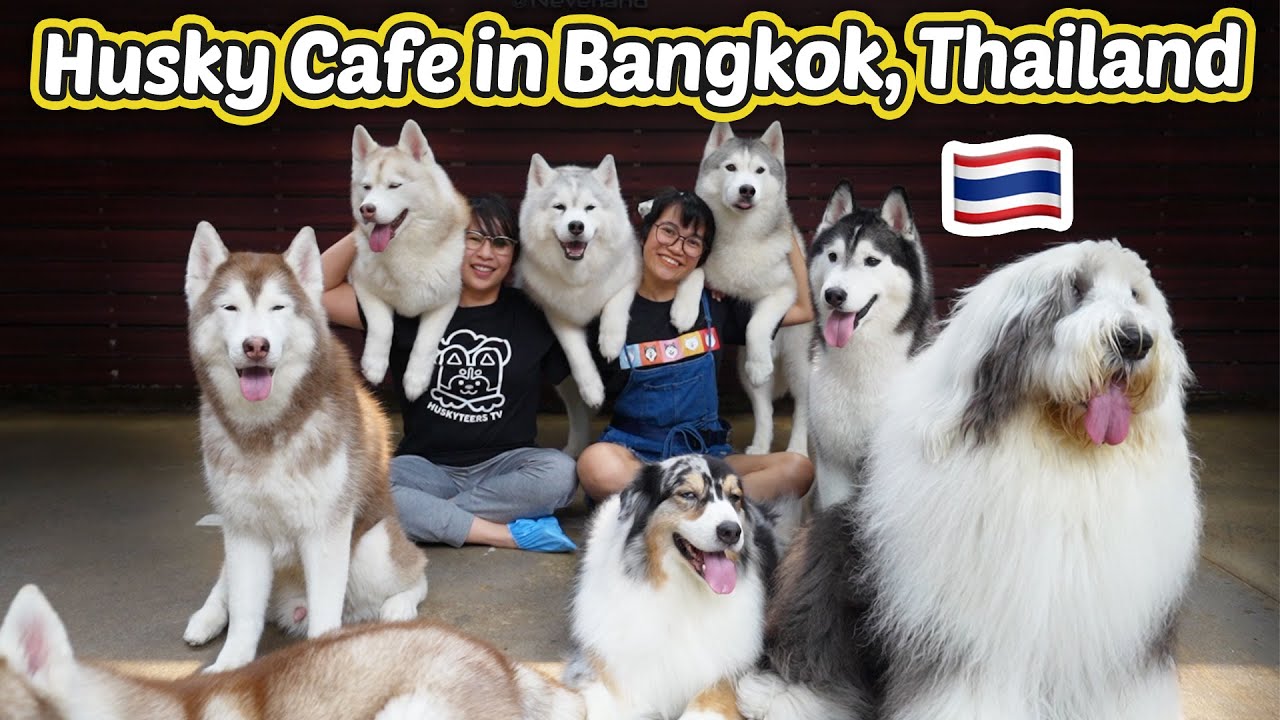 Binisita ko ang SIKAT NA HUSKY CAFE sa THAILAND! | TrueLove @ Neverland Bangkok, Thailand