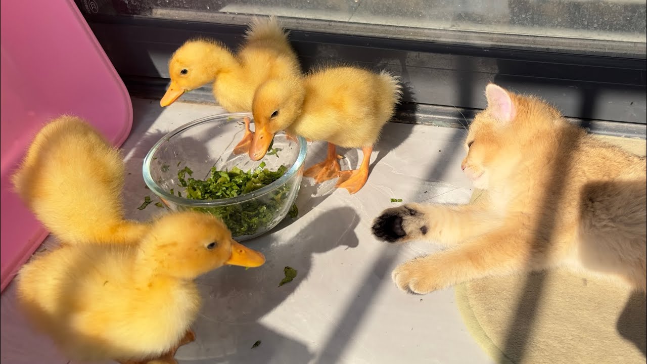 The duckling bullies the kitten, and the duckling won't let the kitten sleep! 🐥🐈