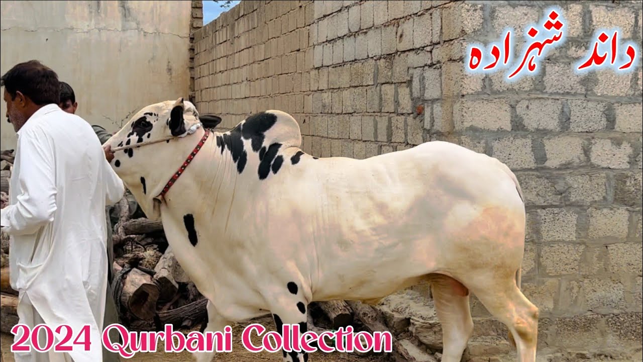 Shahzada 2024 - Home Qurbani - Sohail Bhai Naveed Bhai - Tench Bhatta Rawalpindi- Fatehjangi Bulls