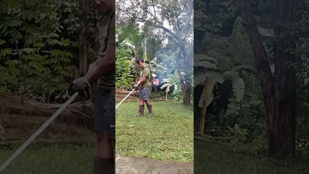 Siang bolong Babat semak rumput supaya ular tidak bersarang #babatrumput #mesinpotongrumput #youtube