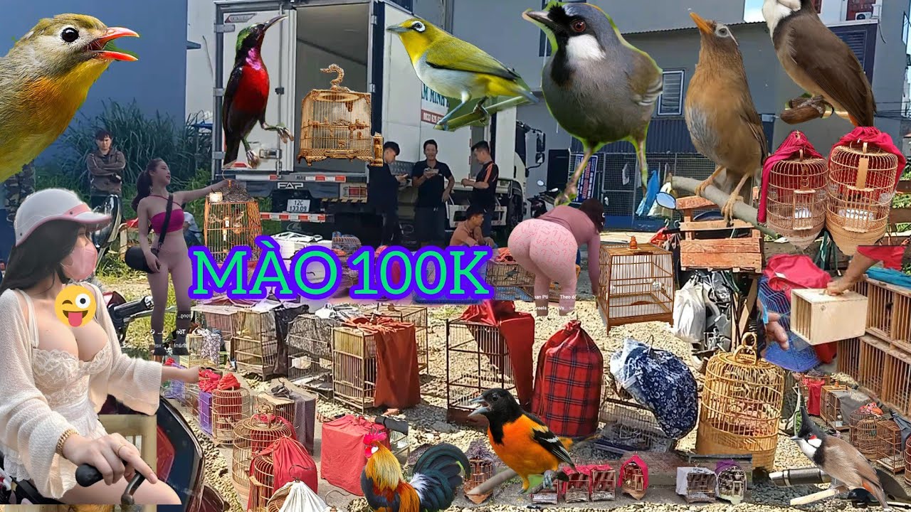 CHỢ CHIM CẢNH VÙNG CAO NÊN CHIM ĐẸP GIÁ LẠI RẺ CHÀO MÀO 100K QUÁ RẺ 
