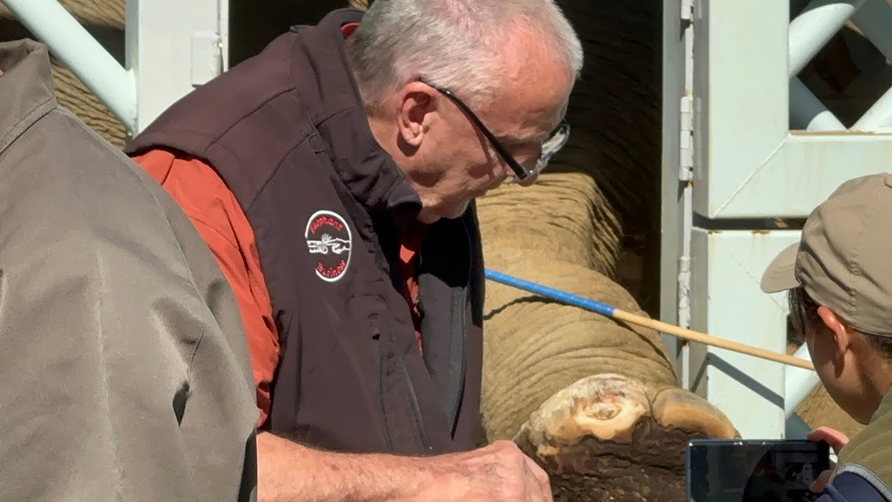 今日は専門家の人がウタイちゃんの爪の様子を見に来てました🐘😊　11月4日 上野動物園　アジアゾウ