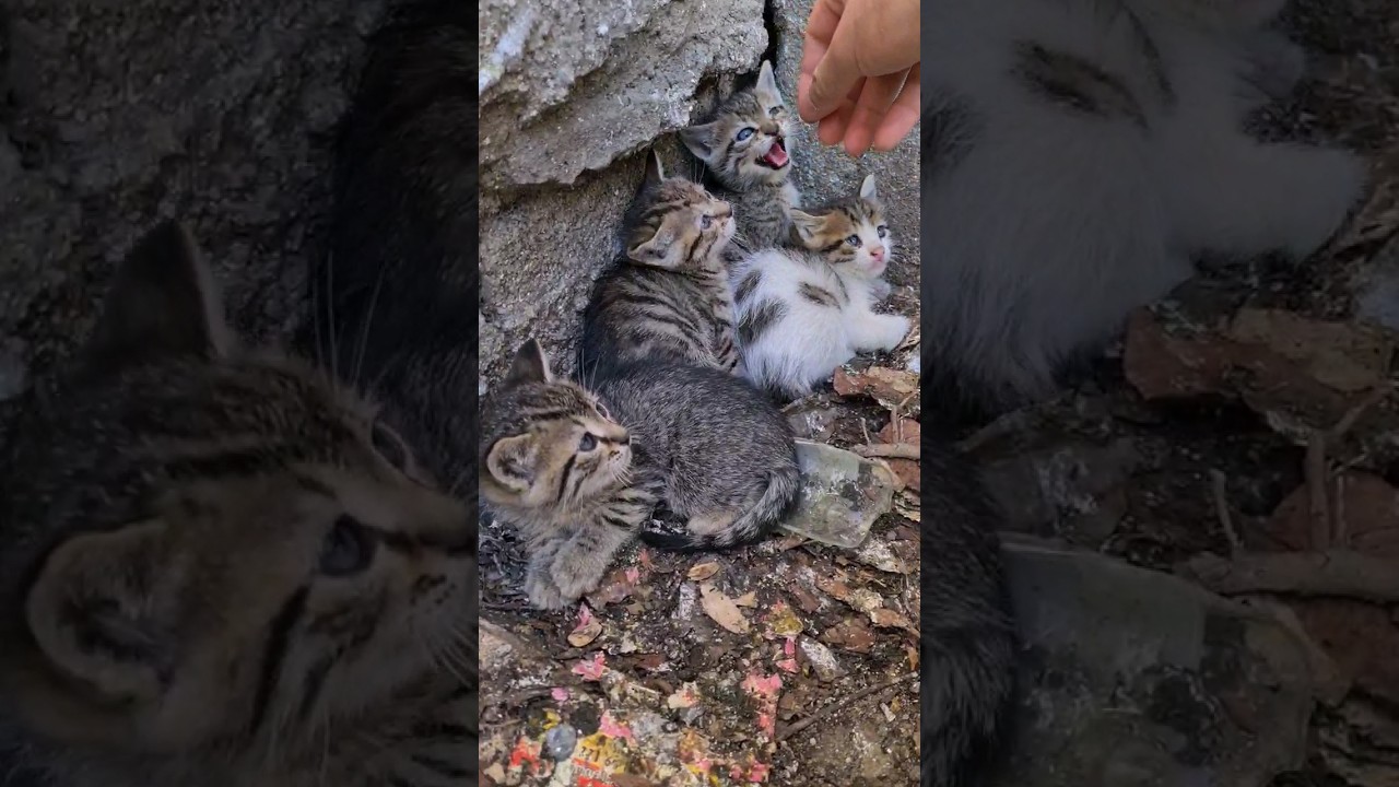 Kittens are trying to scare me by hissing