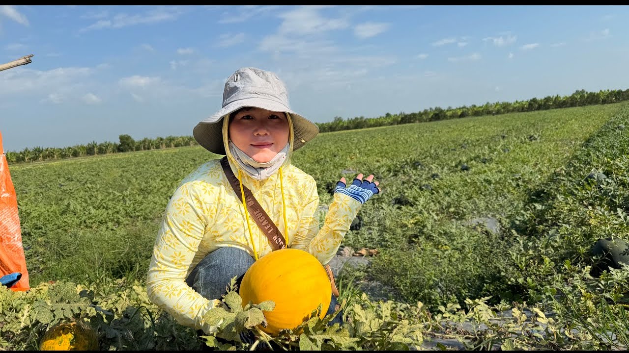 Giải cứu dưa hấu Vĩnh long 40ha không ai mua