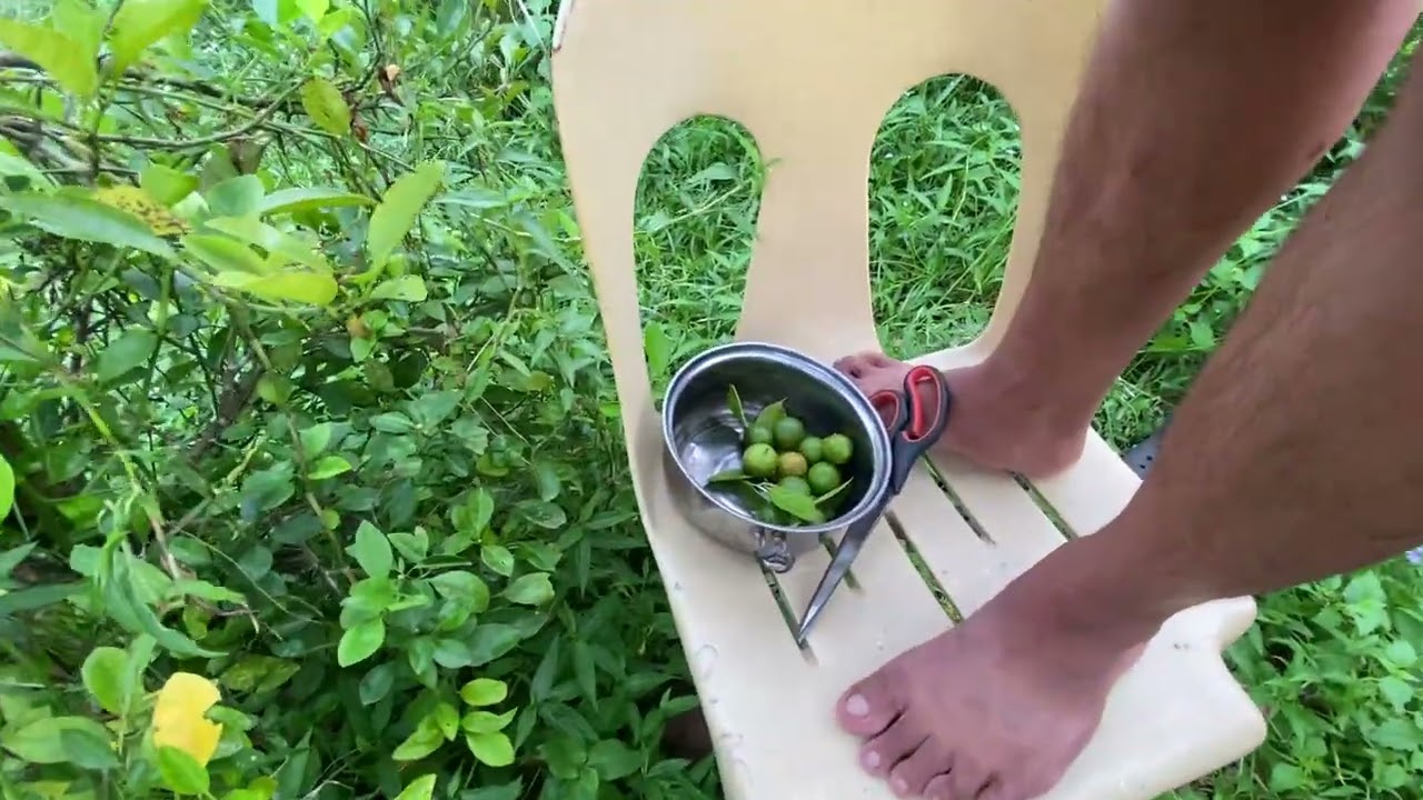 HARVESTING KALAMANSI