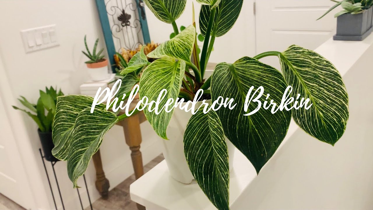 Philodendron Birkin || Philodendron Birkin Plant Care || My Plant wishlist || House Plant Care Tips