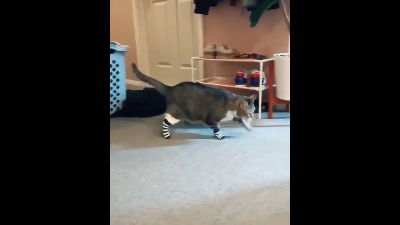 😂😂😂😂#shorts #shortvideo #adorable #catthy #catthy #cat #funnyvideo #animalcat #animals