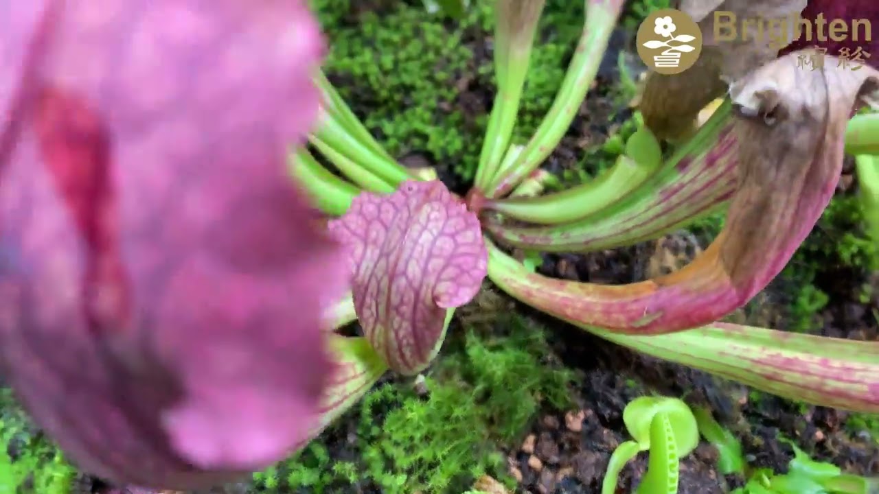 Take a look at the “Carnivorous Rainforest World” carefully crafted by our team.