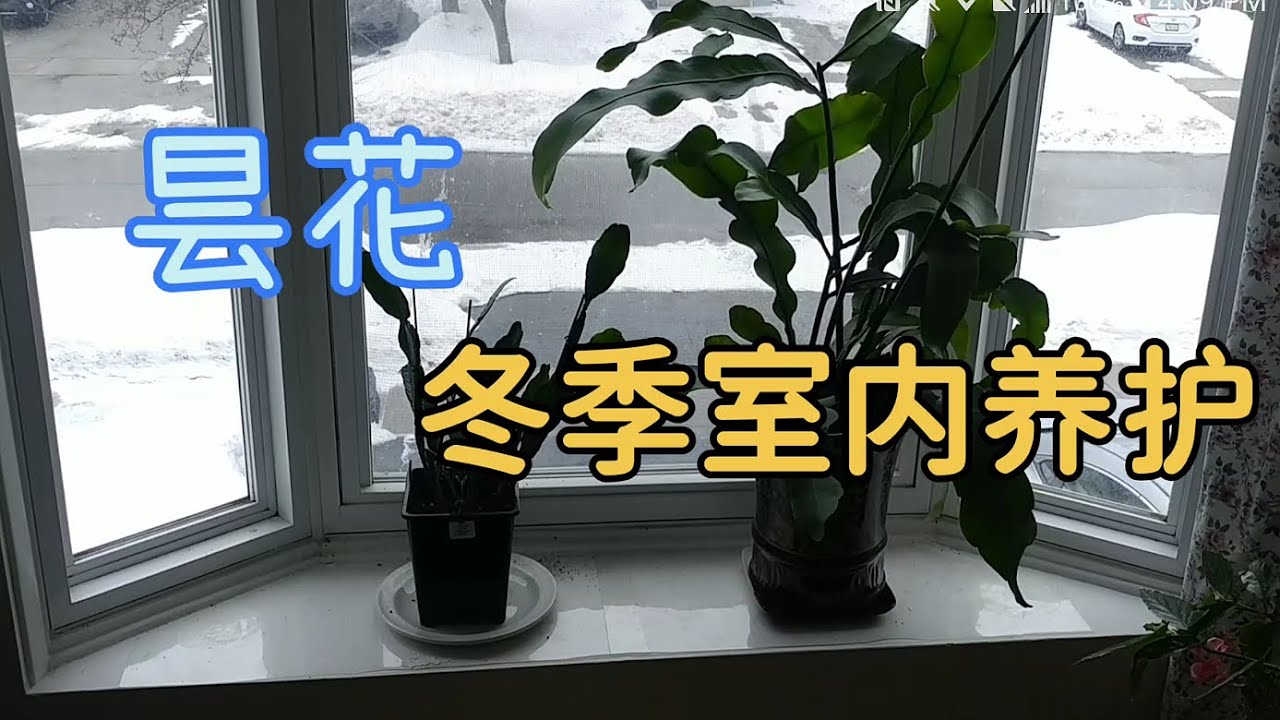 昙花的冬季养护(光照/温度/空气流通/施肥/浇水/剪枝)