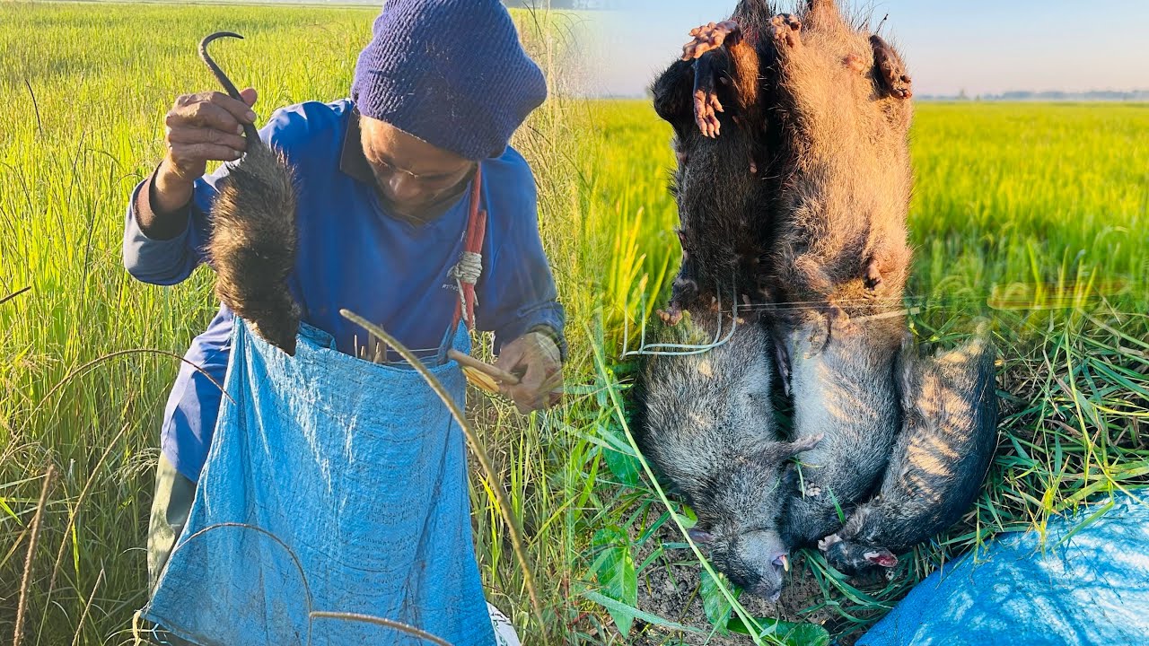 កណ្តុរស្រែ ! ធម្មជាតិពិតៗ Catching Field Rats 