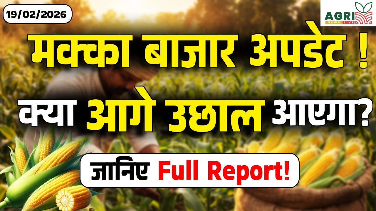 क्या मक्का बाजार में बड़ा उछाल आने वाला है? | Maize Price Today
