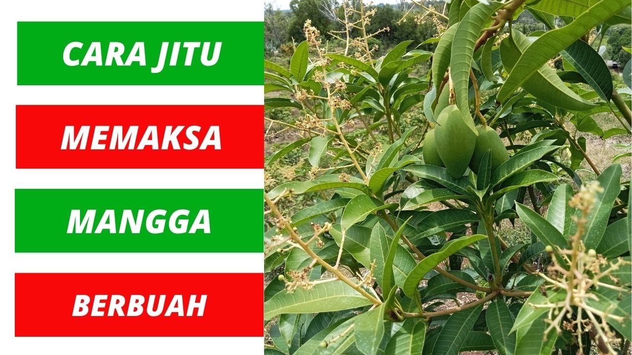 Cara Memaksa Mangga Agar Cepat Berbunga dan Berbuah