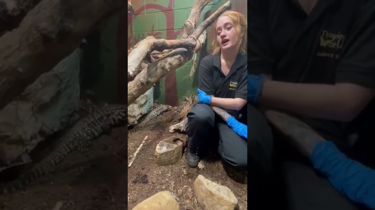 Animal Keeper Leo