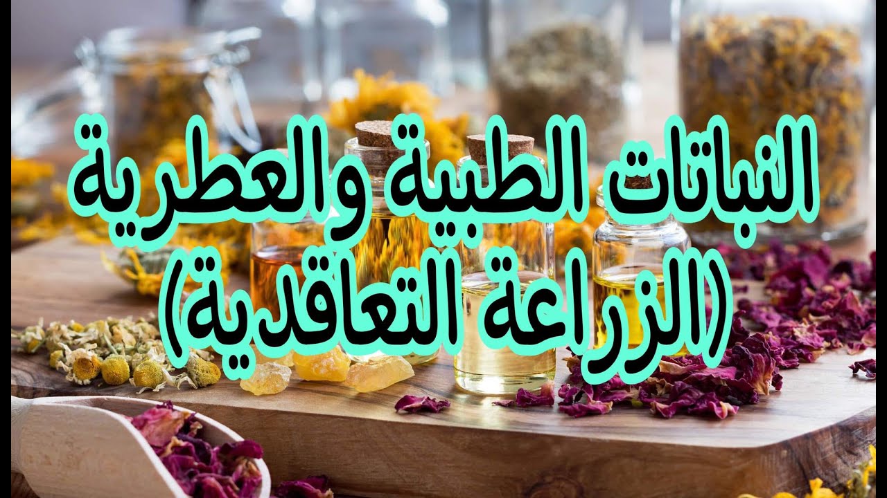 زيوت النباتات الطبية والعطرية (جولة في مصنع لعصر وتعبئة الزيوت الطبيعية)