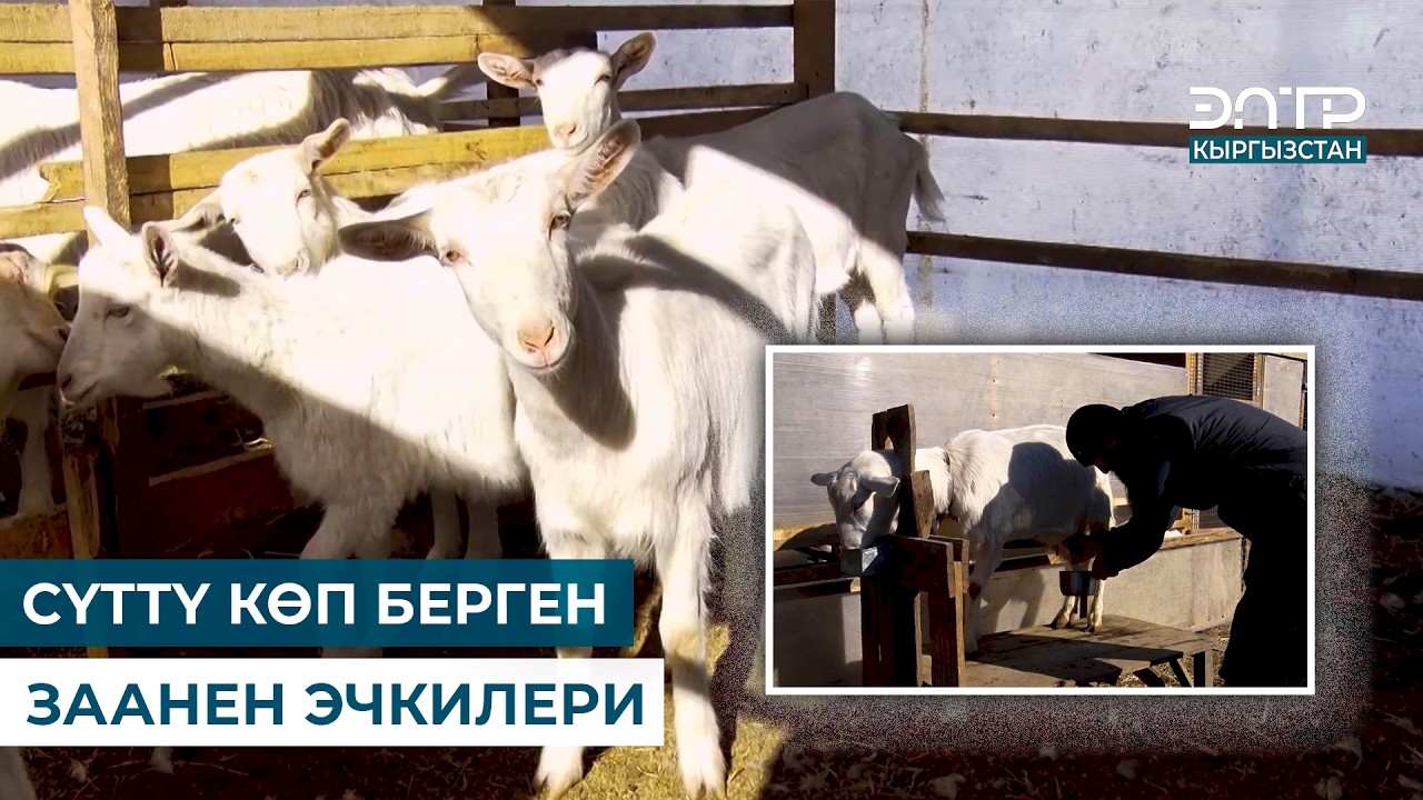 СҮТТҮ КӨП БЕРГЕН ЗААНЕН ЭЧКИЛЕРИ | ЧАРБАКЕР