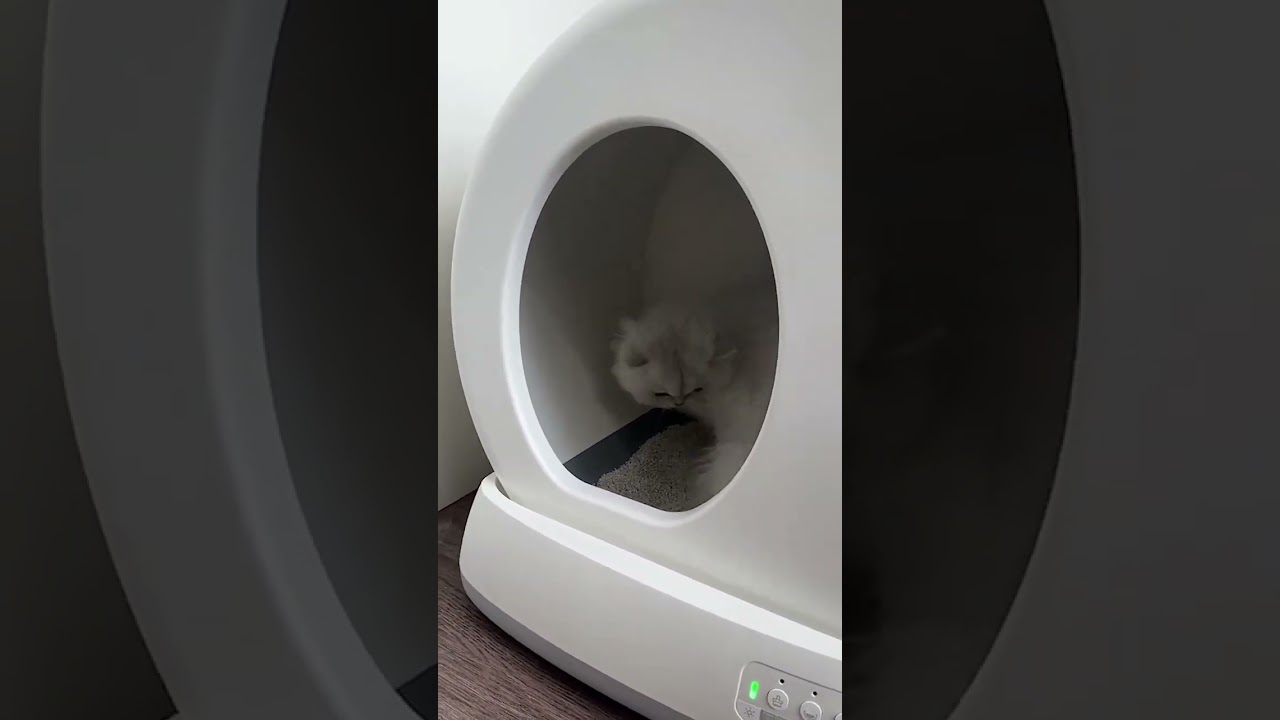 АВТОМАТИЧЕСКИЙ ЛОТОК ДЛЯ КОШКИ  