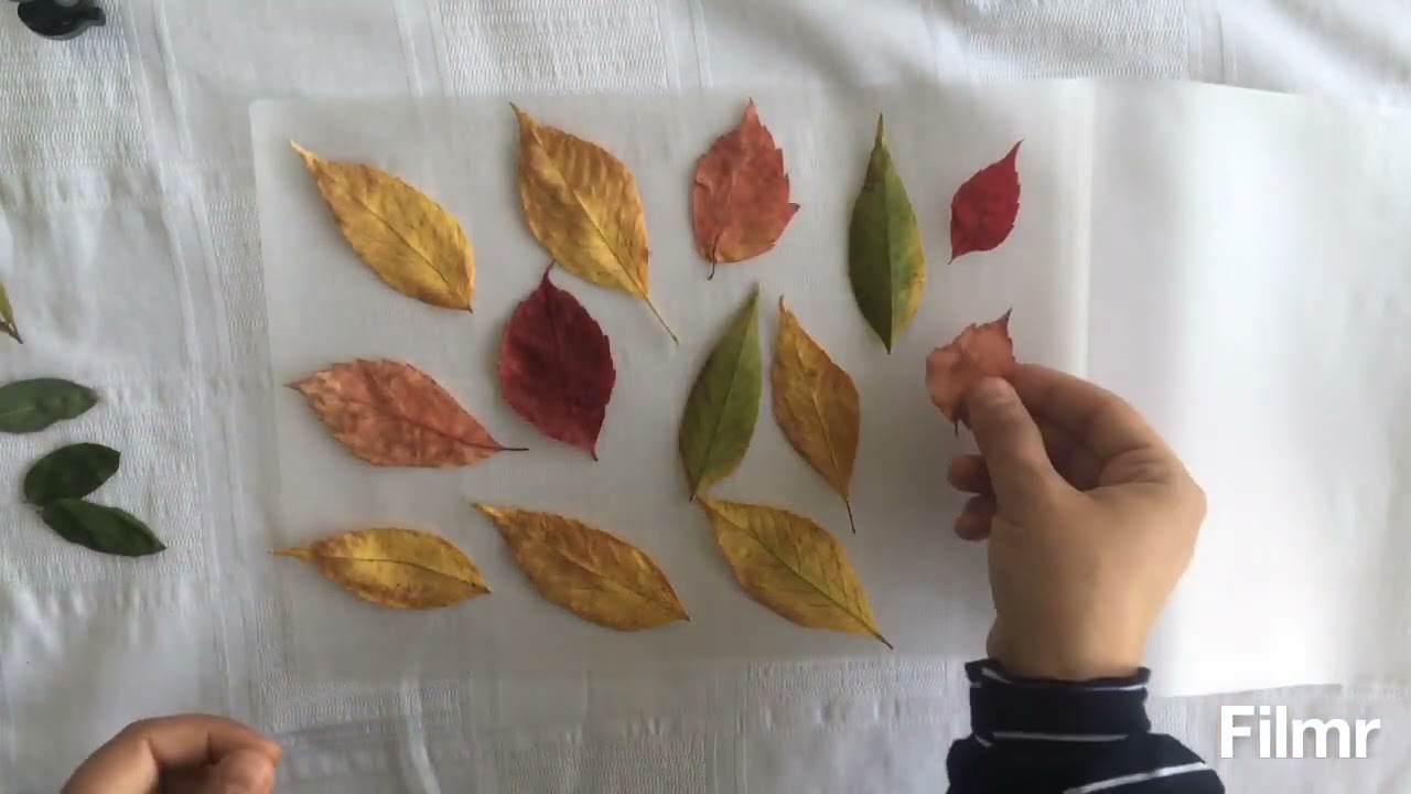 Sonbahar yaprakları laminasyon filmi ile kaplama