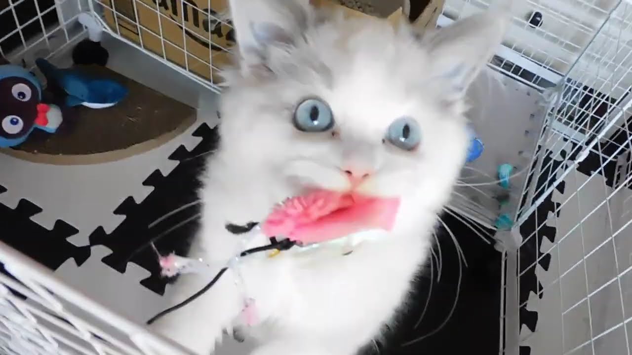 一人ジャラシ