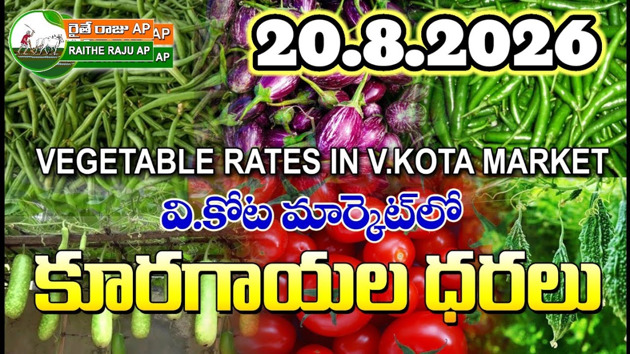 #AMC V.KOTA TODAY BEANS PRICE IN MARKET #ALL VEGETABLE PRICES #marigold 