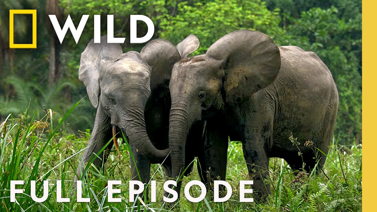 Following Elusive Rainforest Elephants (Full Episode) | Secrets of the Elephants | Nat Geo Animals