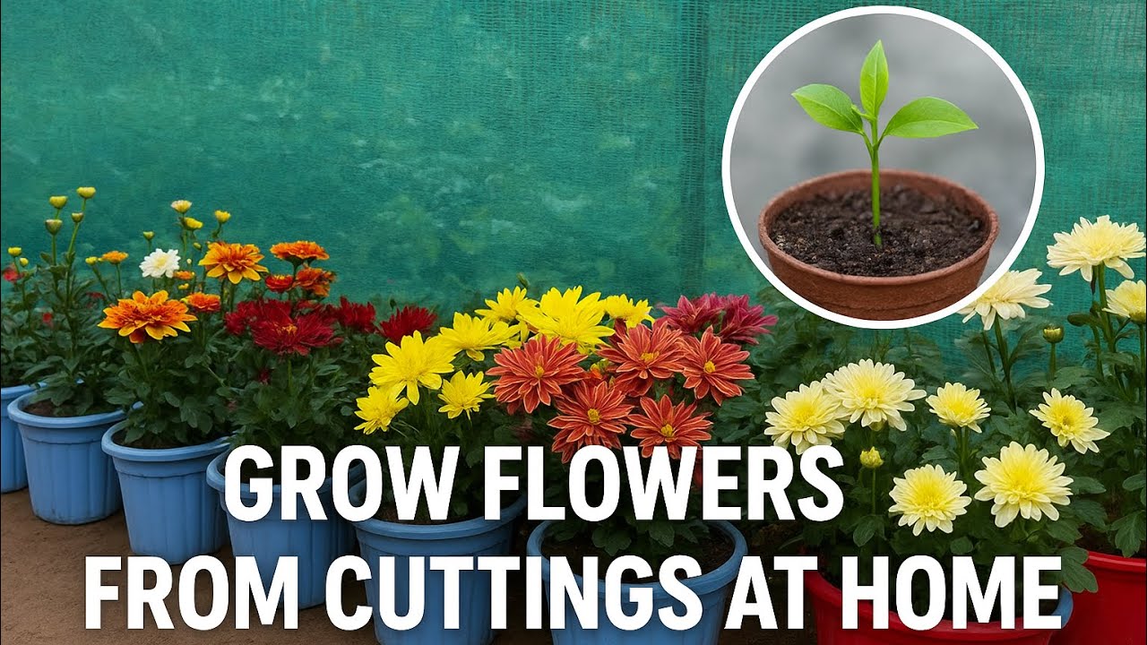 Grow flowers from cutting at home | Easy flower cutting method  