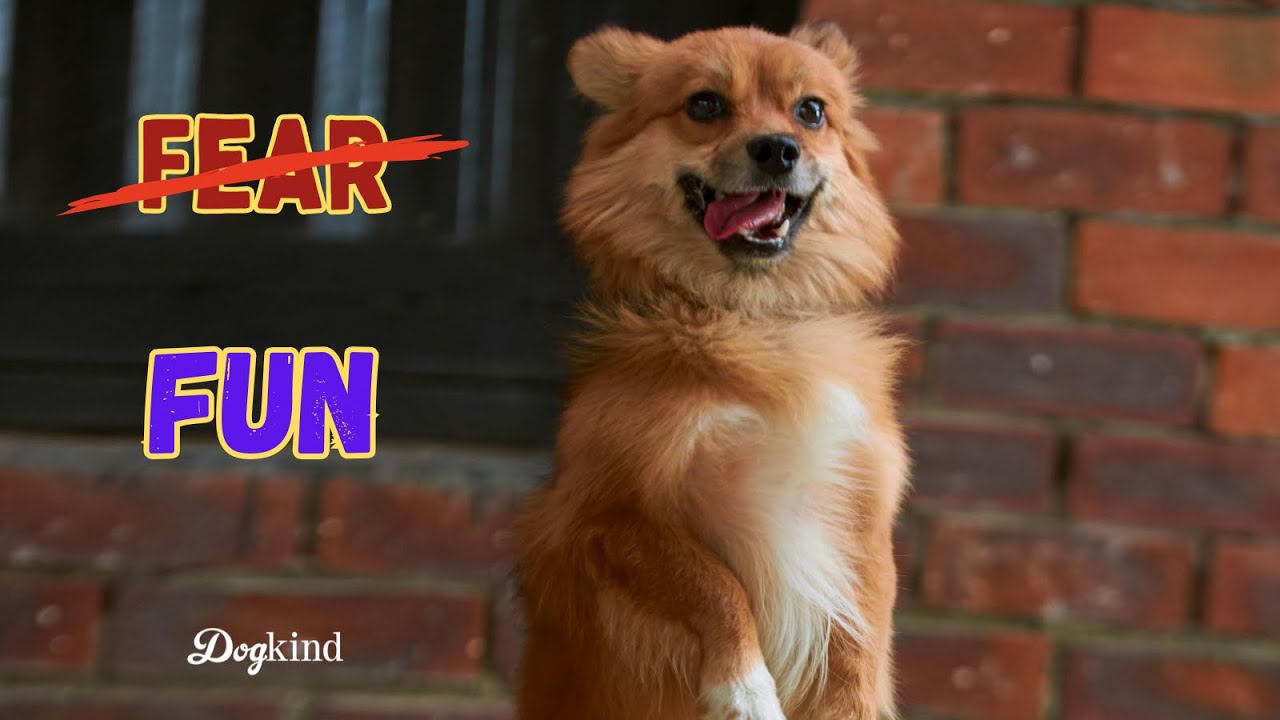 Fun for fearful dogs, in challenging situations