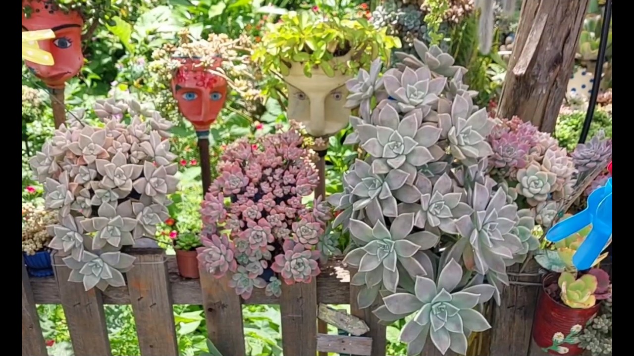 Como eu cultivo muitas suculentas em um pequeno espaço. Meu paraíso verde e rosa