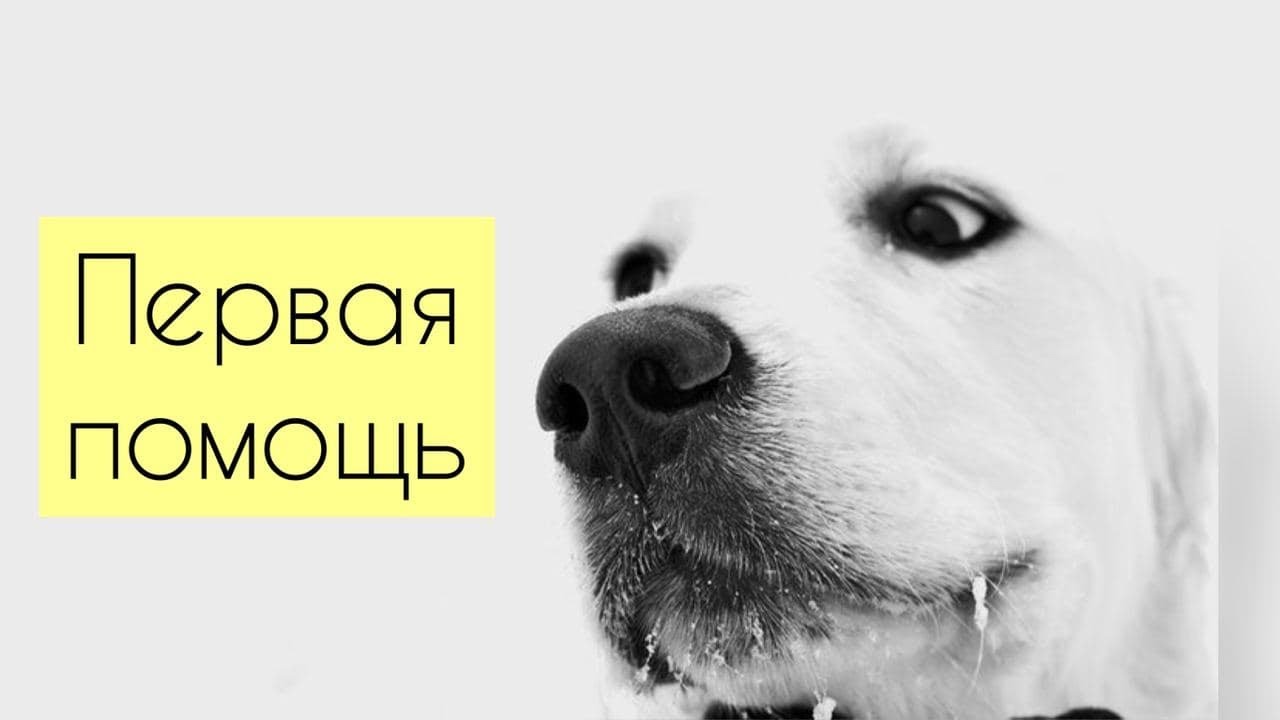 Первая помощь собаке