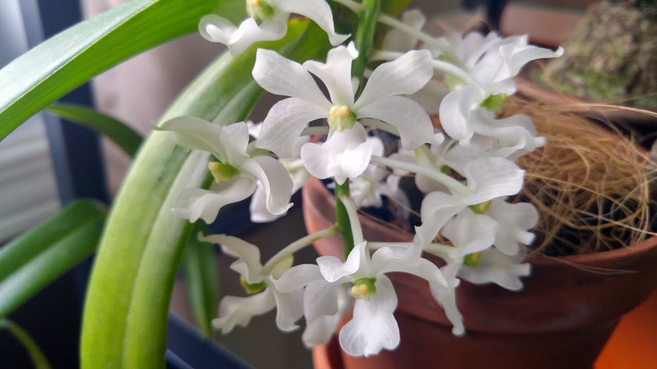 Rhynchostylis gigantea #CareCollab