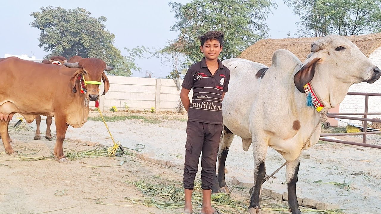 👌🌳 देखिए  radheshyam dairy farm पर टाॅप गिर नस्ल  बिक्री के लिए उपलब्ध || lucknow pashu bajar 