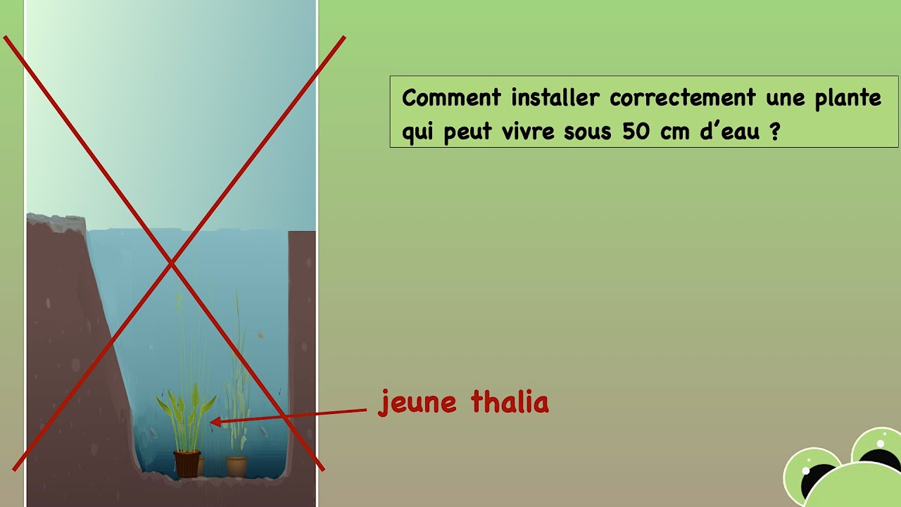 Conseils d'installation d'un jeune plant dans un bassin