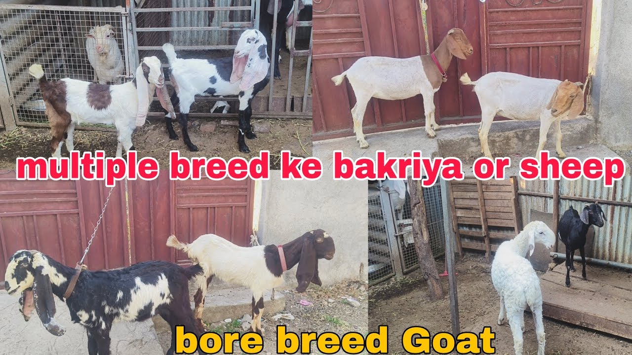 Huntal ka manda hai Hyderabadi females bore breed ke bakriya hai available in Hyderabad 