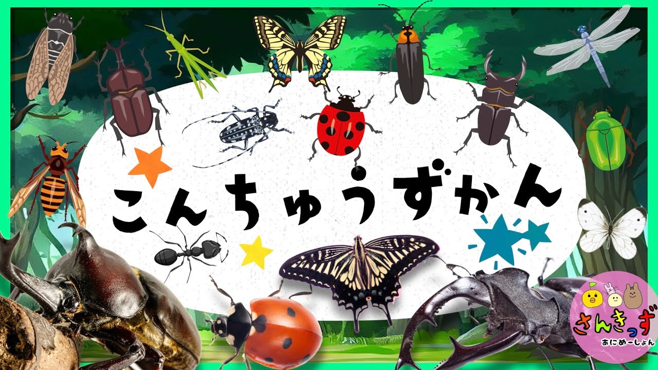 【昆虫 集合！】こんちゅうずかん で 虫さんたちを探そう☆カブトムシ クワガタムシ てんとう虫など人気の昆虫が１３種類登場！【幼児向け 虫の知育アニメ】