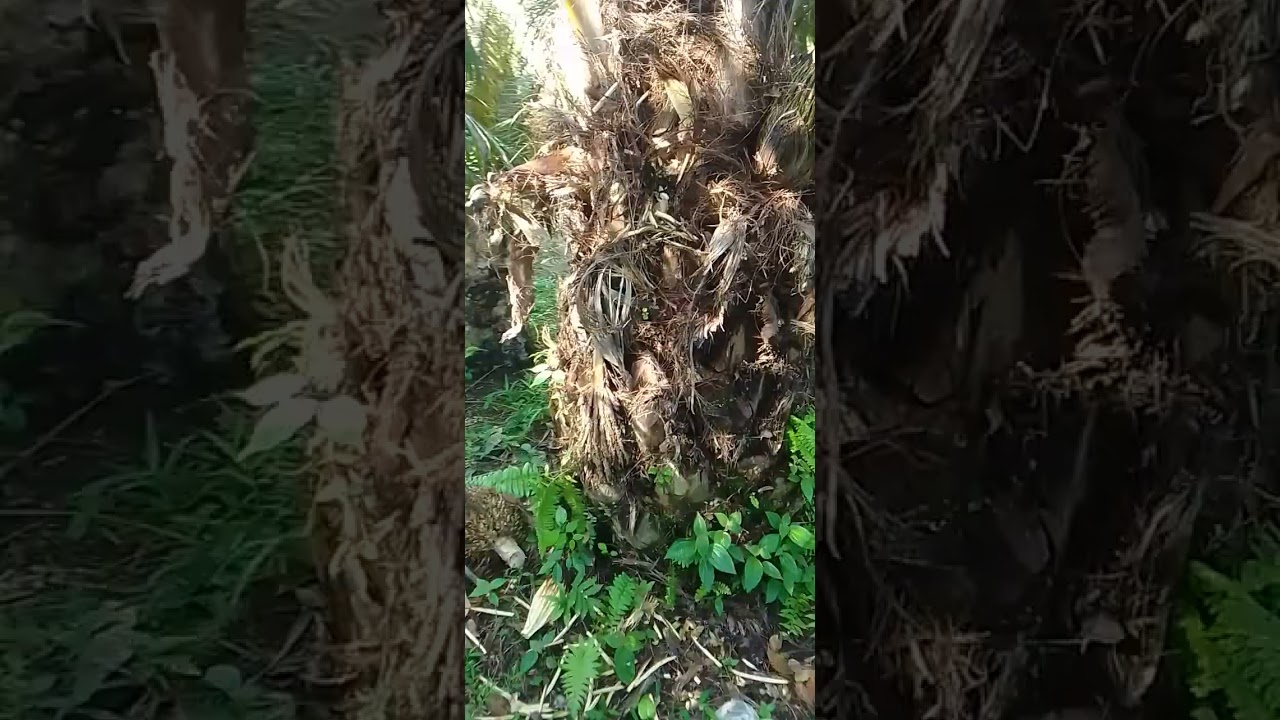 cara mengembalikan tanaman sawit berbuah jenis landak kembali berbuah normal