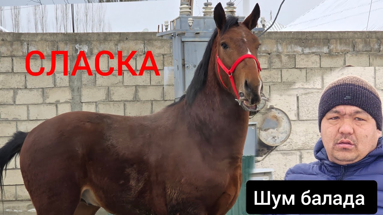 Шум балада  ПОЛЬША  Документти менен арзан баада Срочно Сатууга Чыкты 
