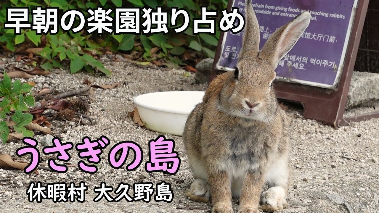 【うさぎの島再び後編】再訪した休暇村大久野島宿泊二日目。早朝の島を満喫。ステキな休暇が送れました。
