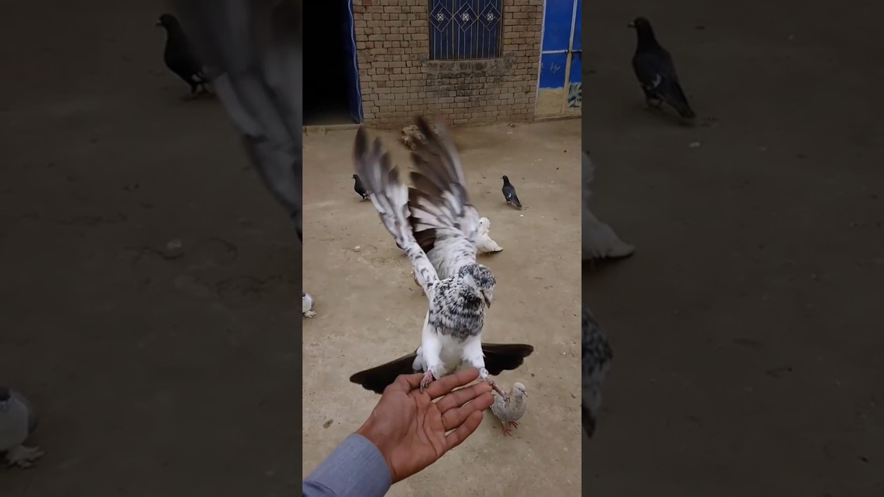 Pigeons Hand Training 😲 Pigeons tips and Tricks #shorts