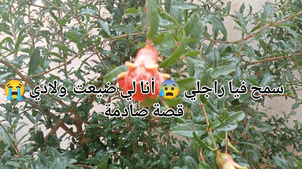 سمح فيا راجلي 😰أنا لي ضيعت ولادي 😭