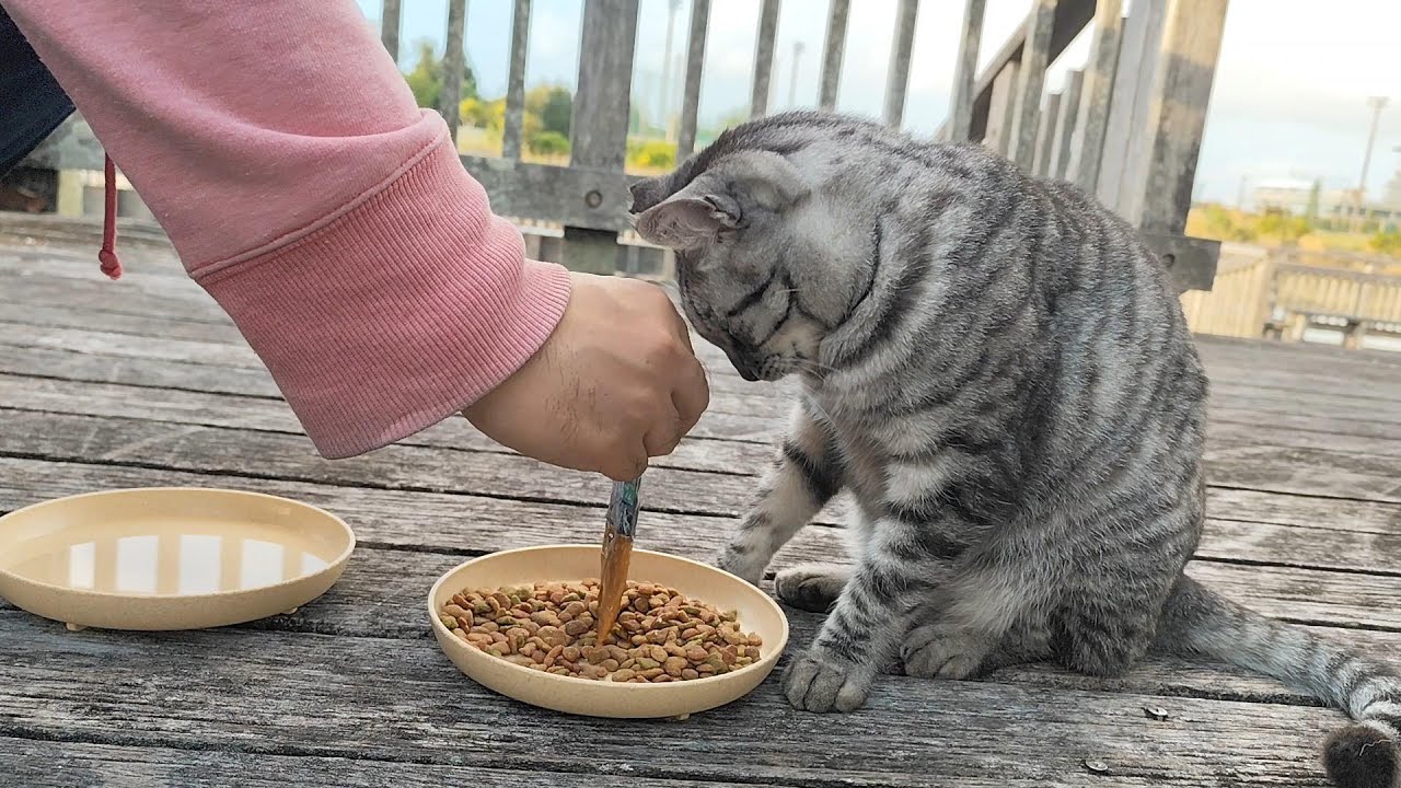 2025.12.23 猫巡り サバトラに美味しいカリカリと大好きなウェットフードを