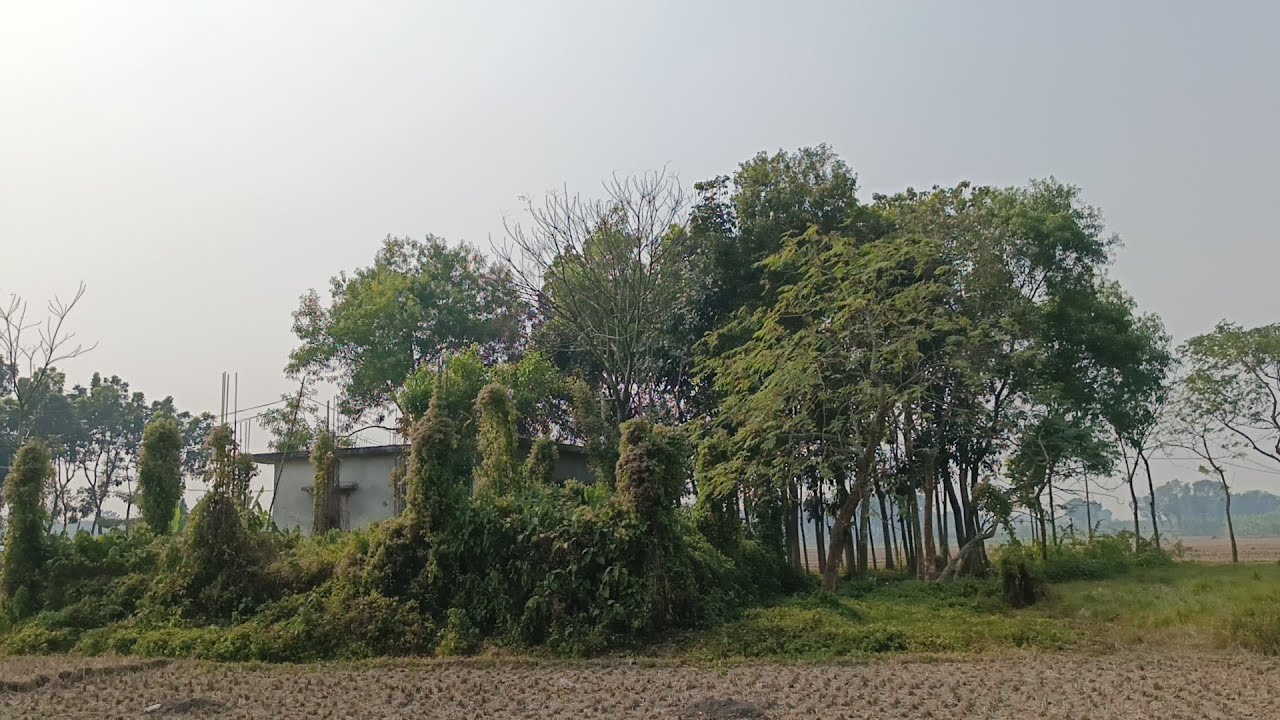 প্রকৃতির অপূর্ব মাতৃ ছায়া