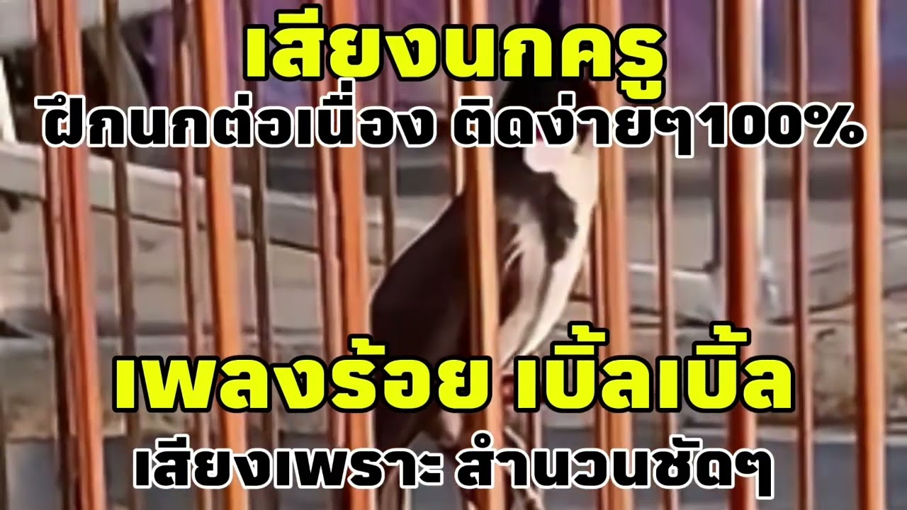 เสียงนกกรงหัวจุก เพลงร้อย เบิ้ลเบิ้ล สำหรับฝึกนกติดง่ายๆ100% #เสียงกระตุ้นนกรงหัวจุก #นกเบิ้ลอาชีพ