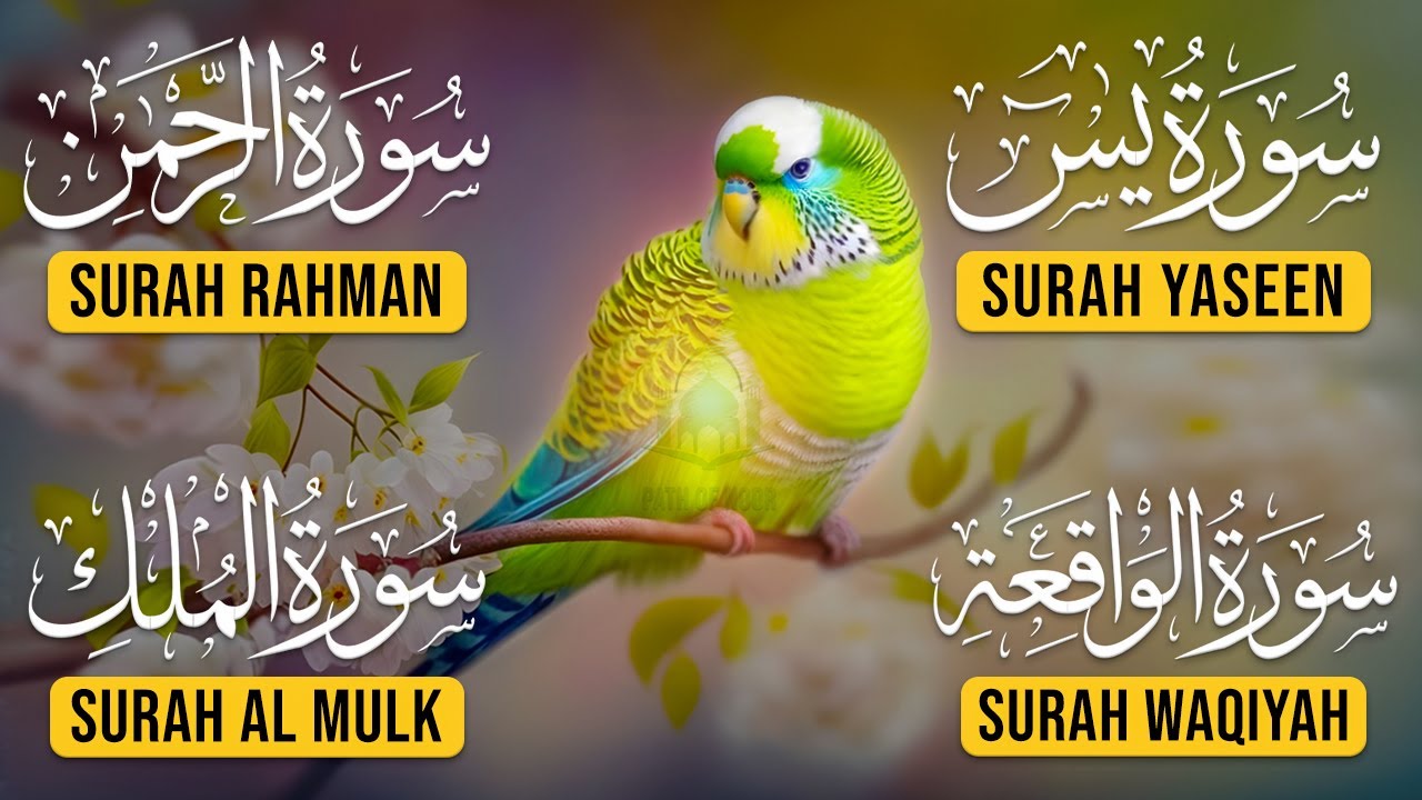 Surah Yasin | Surah Rahman | Surah Waqia | Surah Mulk | Full HD | Path Of Noor