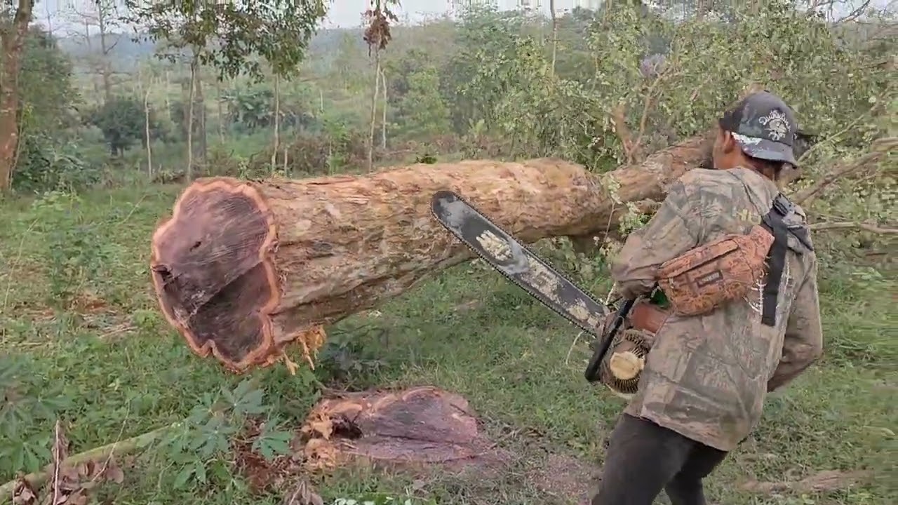 Kerja keras di tebangan sonokeling semoga berkah buat keluarga,,,