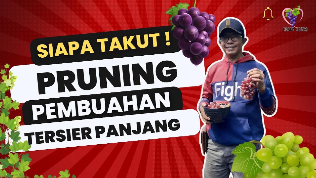 Pruning ( Pemangkasan ) Pembuahan Tersier Panjang
