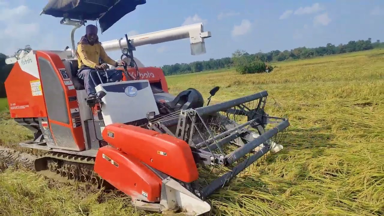 Harvaster King pro / Kubota king pro/ধান কাটা মেশিন/ Kubota harvaster pro/ধান কাটা মেশিন ভিডিও