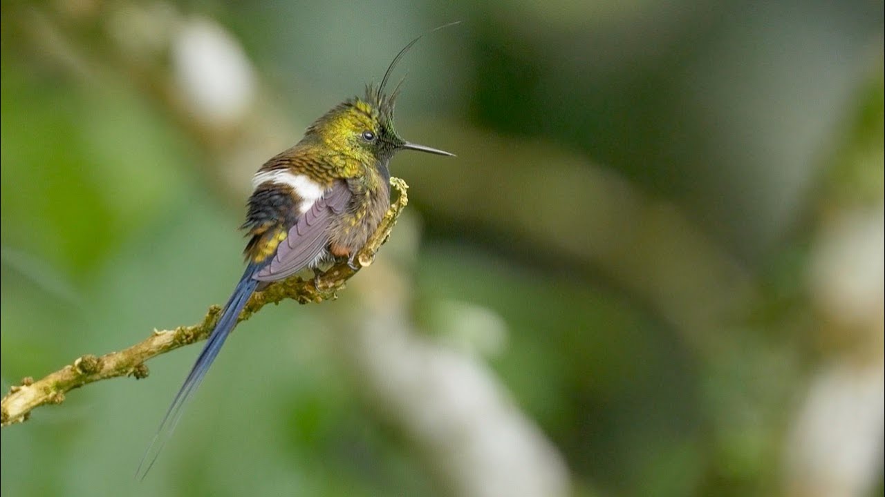Birding in Ecuador: The Andes to the Amazon in 2016 Part Three - The East Slope
